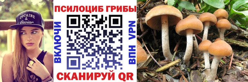 Псилоцибиновые грибы Psilocybe  Новомосковск 